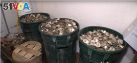 Bushels of oysters that restaurants are donating to the Oyster Recovery Program.