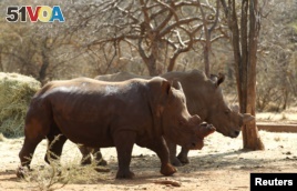 New Study Profiles Rhino Horn Buyers