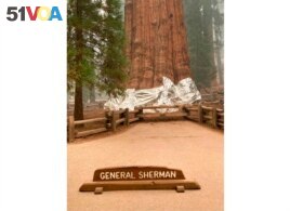 This photo provided by the Southern Area Blue Incident Management Team, Sept. 16, 2021, shows the giant sequoia known as the General Sherman with its base wrapped in a fire-resistant blanket to protect it from approaching wildfires at Sequoia National Forest.
