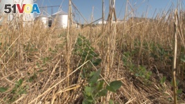 Trey Hill uses conservation methods on his Maryland farm. Here are soy beans growing in the what is left of another crop. (Credit: Steve Baragona/VOA)