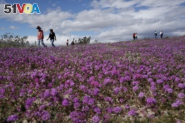 In this Wednesday, March 6, 2019, photo, people walk among wildflowers in bloom near Borrego Springs, Calif. (AP Photo/Gregory Bull)