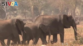 Kenya Counts Elephants From the Air