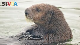 FILE - A sea otter is seen in the estuarine water of Elkhorn Slough, Monterey Bay, Calif., on Aug. 3, 2018. (Emma Levy via AP)