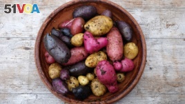 A fingerling potato is a small, narrow potato typically ranging in length from five to 13 centimeters.