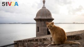 FILE - A stray cat sits on a wall in Old San Juan, Puerto Rico, Wednesday, Nov. 2, 2022. The U.S. National Park Service has announced a plan to remove them. (AP Photo/Alejandro Granadillo, File)