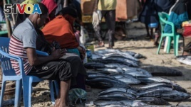 Tuna is laid out for sale in Bossaso, northern Somalia in late March 2018. (J. Patinkin/VOA)