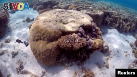 A large piece of coral can be seen in the lagoon located on Lady Elliot Island and 80 kilometers north-east from the town of Bundaberg in Queensland, Australia, June 9, 2015.