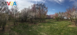 The Arboretum's research fields, where researchers plant cherry tree hybrids.