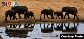 Cyanide Kills Elephants, Ecosystem          