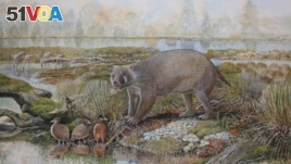 The marsupial Mukupirna nambensis, a plant-eating mammal about the size of a black bear that lived roughly 25 million years ago in Australia is seen in an artist's impression released on June 25, 2020. (Peter Schouten/Handout via REUTERS)