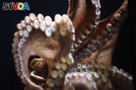 A giant Pacific octopus sticks its tentacle to the glass tank.