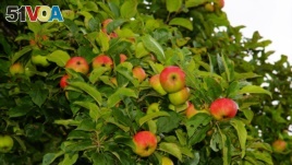 Apples grow on very short branches called 