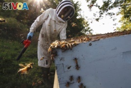Beekeeper James Cook works on hives near Iola, Wis., on Wednesday, Sept. 23, 2020.