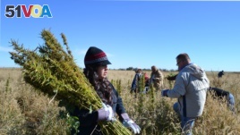 In this Oct. 5, 2013 photo, volunteers harvest hemp at a farm in Springfield, Colo. during the first known harvest of industrial hemp in the U.S. since the 1950s. America is one of hemp's fastest-growing markets, with imports largely coming from China and
