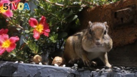 In this file photo, an Eastern Chipmunk fills it's cheeks with nuts and seeds on a front porch in Lawrence, Kan., Thursday, July 10, 2014. (AP Photo/Orlin Wagner)