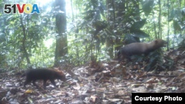 Bush dogs are seen in this camera trap photo taken in the wet tropical forests of Pirre, Dari<I>&#</I>233;n Province, Panama, March 20, 2015. (Ricardo Moreno)