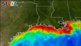 Killer 'Dead Zone' Grows in the Gulf of Mexico