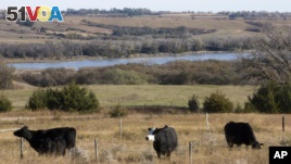 Grasslands in the Niobrara Valley, Nebraska, are rotated to let them heal from grazing animals. (AP)