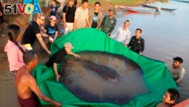 A local fisherman caught the 661-pound (300-kilogram) stingray, which set the record for the world's largest known freshwater fish and earned him a $600 reward. (Chhut Chheana/Wonders of the Mekong via AP)