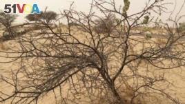 Dry plants in the Sahel, Niger, on April 16, 2017 (VOA/Nicolas Pinault)