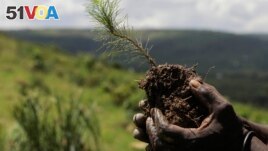 A sapling is held before it is planted inside Nakivale Refugee Settlement in Mbarara, Uganda, on Dec. 5, 2023. Refugees are helping to plant thousands of seedlings in hopes of reforesting the area. (AP Photo/Hajarah Nalwadda)

