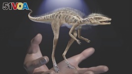 This illustration provided by the American Museum of Natural History in July 2020 depicts a Kongonaphon kely, a newly described reptile near the ancestry of dinosaurs and pterosaurs, shown to scale with human hands.