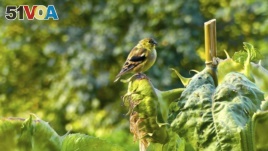 A goldfinch sits on a seed-filled sunflower head just a few feet from a window bird feeder. Birds are more likely to come to bird feeders if there is some cover nearby. 