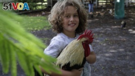 Liam Hunter holds a rooster at the Family Horse Academy where his mother Timea Hunter is hoping to organize education for a group of children during the coronavirus pandemic, Friday, July 31, 2020, in Southwest Ranches, Fla. (AP Photo/Lynne Sladky)