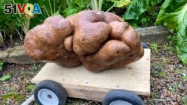 A large potato sits on a trolly in a garden at Donna and Colin Craig-Browns home near Hamilton, New Zealand, Wednesday, Nov 3, 2021. (Donna Craig-Brown via AP)