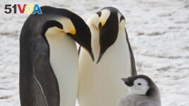 This undated photo provided by the British Antarctic Survey in January 2024 shows adult emperor penguins with a chick near Halley Research Station in Antarctica. (British Antarctic Survey via AP)