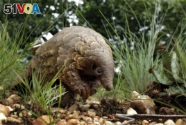 FILE - In this Feb. 15, 2019 file photo, a pangolin looks for food on private property in Johannesburg, South Africa. Often caught in parts of Africa and Asia, the anteater-like animals are smuggled mostly to China and Southeast Asia, where their meat is considered a delicacy and scales are used in traditional medicine. In April 2020, the Wildlife Justice Commission reported traders were stockpiling pangolin scales in several Southeast Asia countries awaiting an end to the pandemic. (AP Photo/Themba Hadebe)