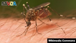 Mosquitoes need blood to survive and their favorite target is humans. Scientists find out why these insects prefer some people's skin more than others.