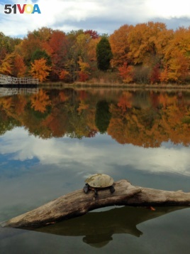 A little turtle enjoys the sun on a chilly autumn day at a park in Springfield, Virginia. (Diaa Bekheet/VOA)
