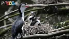 In this March 22, 2017 photo, two shag chicks sit on a nest with their mother at Zealandia in Wellington, New Zealand. (AP Photo/Mark Baker)
