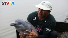 An assistant from Amazonian aquatic mammals project holds a baby of Amazon River Dolphin, also known as Pink Dolphin, at the Mamiraua reserve in Uarini, Amazonas state, Brazil on January 20, 2020. (REUTERS/Bruno Kelly)
