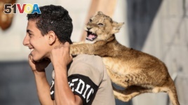 A Palestinian youth plays with one lion cub at his family house in Khan Yunis in the southern Gaza Strip on November 9, 2020. 