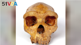 The Broken Hill skull, Homo heidelbergensis, a fossil of an extinct human species found in Zambia in 1921, is seen in this undated image provided to Reuters on March 31, 2020. Kevin Webb/NHM Image Resources/The Trustees of the Natural History Museum in Lo