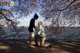 In Washington, D.C. with cherry blossoms in full bloom, this man asked his girlfriend to marry him. Was spring fever responsible? Who knows! (AP PHOTO)