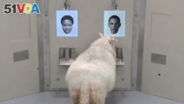 A picture taken from an undated video shows a sheep approaching a photo of Barack Obama during a Cambridge University experiment, in Cambridge, Britain.