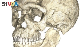 A composite reconstruction of the earliest known Homo sapiens fossils from Jebel Irhoud in Morocco, based on micro computed tomographic scans of multiple original fossils, is shown in this undated handout photo obtained by Reuters, June 7, 2017. 