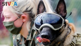 Pictured here, Vine wears protection goggles at the dog detection school of the German Army (Bundeswehr) in Daun, Germany, July 2020. A recent study carried out in France and Lebanon found that dogs can detect the presence of COVID-19. (REUTERS/Wolfgang Rattay)