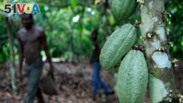 FILE - In this photo taken on May 31, 2011, farmer Issiaka Ouedraogo walks past cocoa pods growing on a tree, on a cocoa farm outside the village of Fangolo, near Duekoue Ivory Coast. (AP Photo/Rebecca Blackwell, File)