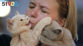 A British shorthair kitten gets a kiss from its owner's during a cat show in Bucharest, Romania, Saturday, Sept. 28, 2019. Hundreds of cats competed in an international cat show recently held in the Romanian capital. (AP Photo/Vadim Ghirda)