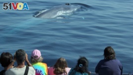 Should Whales Be Hunted or Watched?
