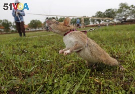 A rat being trained by the Cambodian Mine Action Centre (CMAC) is pictured on an inactive landmine field in Siem Reap province July 9, 2015.