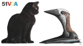 Small-bodied pterosaur (right) compared to domestic cat. The dinosaur, which is the size of the cat, is said to have lived about 77 million years ago. (Mark Witton, University of Southampton)