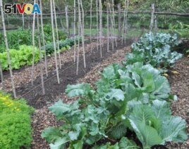 This undated image shows a garden with cabbage and other seasonal greens in New Paltz, N.Y. Growing fall vegetables is like having a whole other growing season in the garden. Cool weather brings out the best flavor from vegetables such as kale, broccoli,