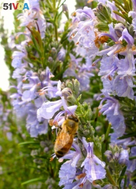 This April 19, 2013 photo shows a honeybee on Rosemary blooms in a garden near Langley, Wash. Some herbs, like fennel and dill, also serve as host plants for butterfly caterpillars.