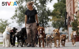 Kathleen Chirico walks several dogs as part of her daily routine as a dog walker, Wednesday, Sept. 30, 2015, in Hoboken, N.J. (AP Photo/Julio Cortez)