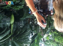 A journalist takes a photo of the titan arum, a smelly plant about to blossom in Washington, D.C.